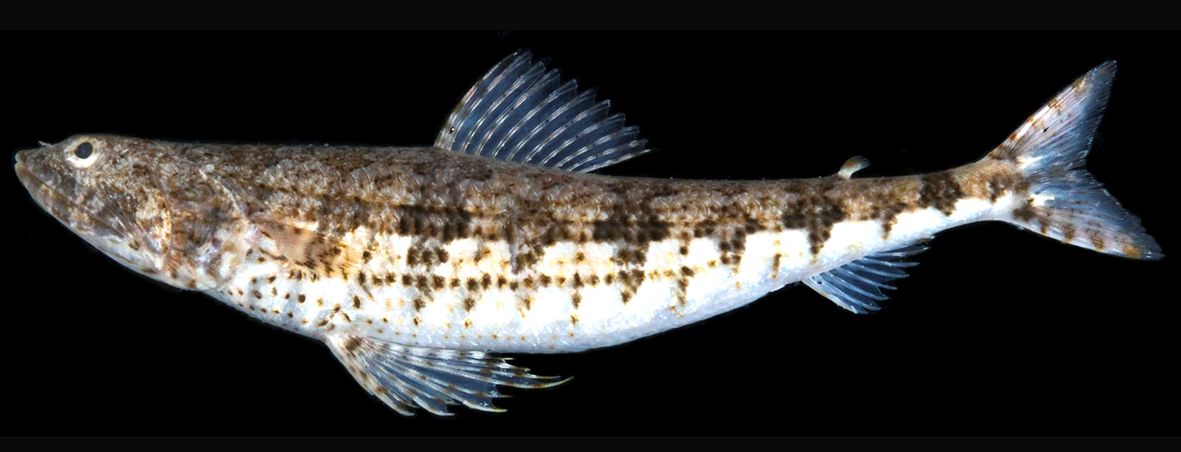 Synodus synodus_03.jpg